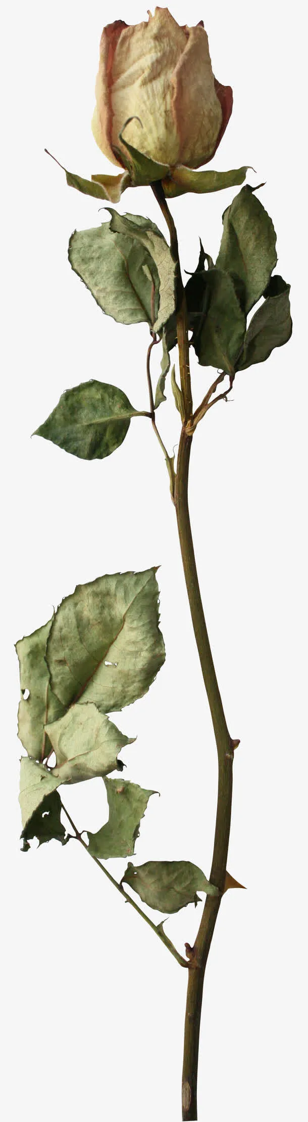 枯萎花朵免抠