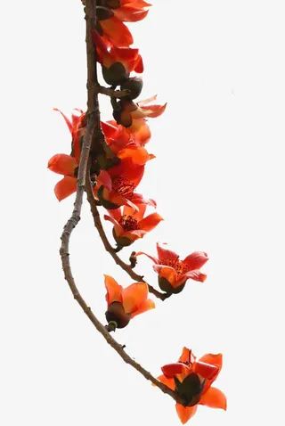 垂直落下的树枝免抠