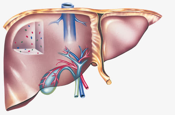彩色肝脏脏器示意图免抠