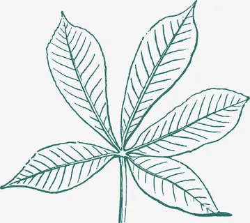 枫叶手绘免抠 枫叶手绘免抠