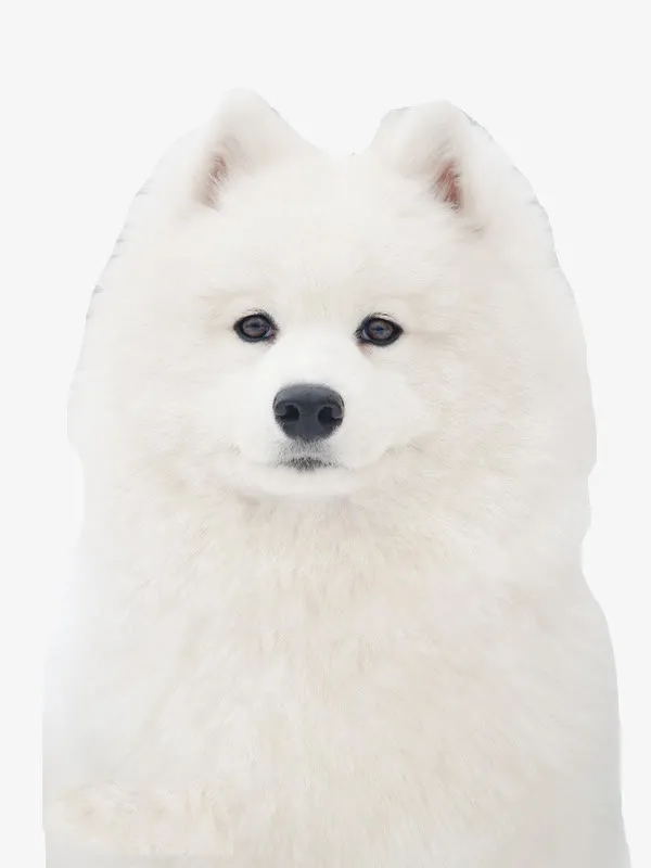 正经的狗狗免抠