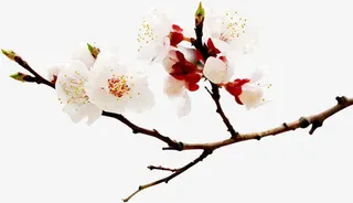 唯美简约设计桃花美景免抠