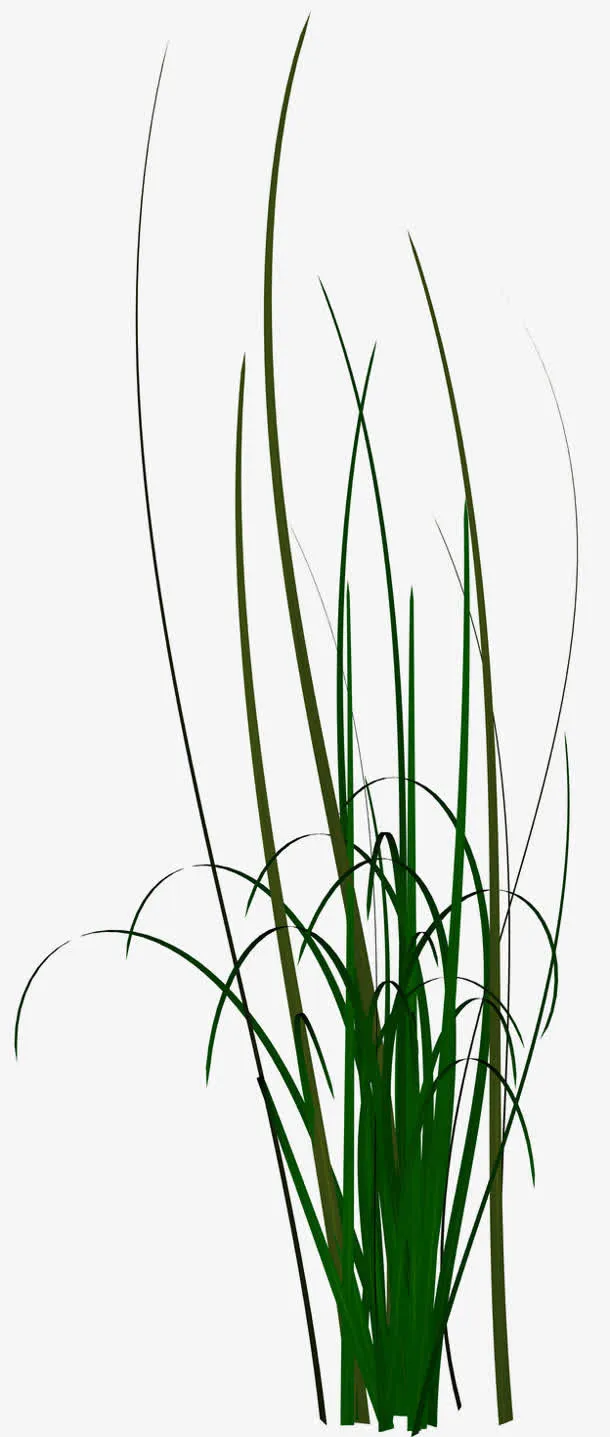 绿色 长草 png素材免抠
