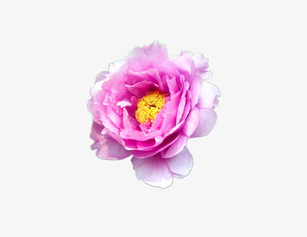 花朵1免抠