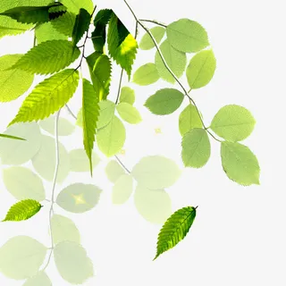 手绘树叶素材免抠