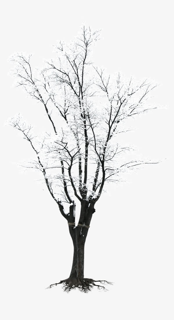 冬日枯树雪花免抠素材免抠