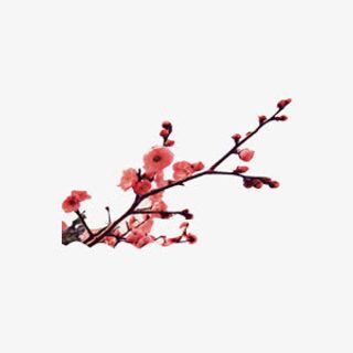 装饰腊梅枝免抠