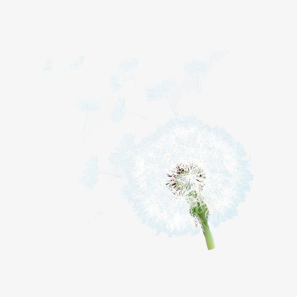 白色蒲公英纷飞免抠