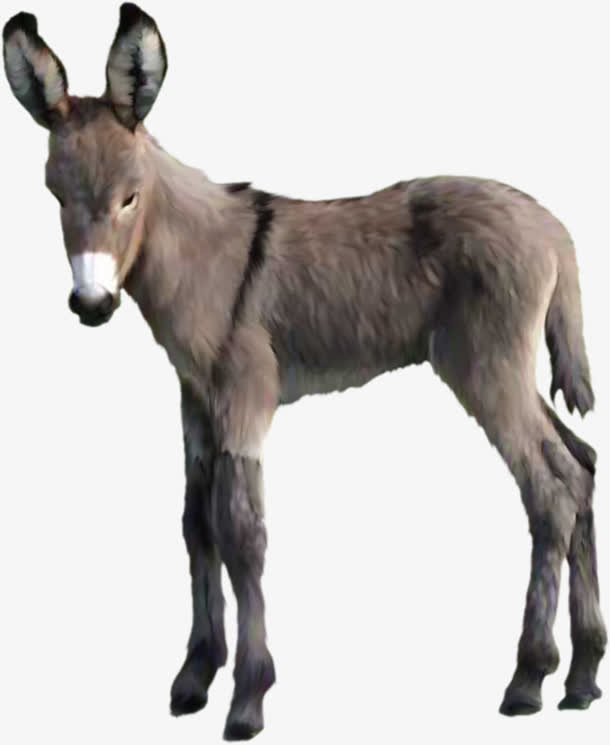 驴子免抠