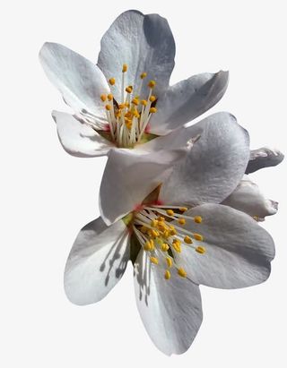 杏花花瓣花枝中国风素材漂浮古风免抠