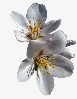 杏花花瓣花枝中国风素材漂浮古风免抠