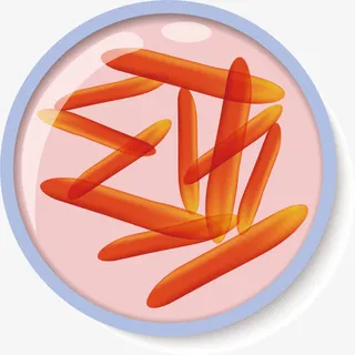 细菌微生物免抠