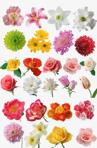 高清创意红色各种各样的花卉植物免抠