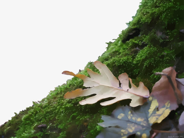 矢量植被免抠