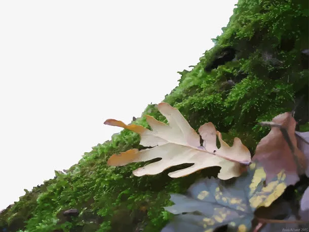 矢量植被免抠