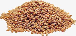 高清小麦高粱免抠png实物免抠