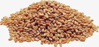 高清小麦高粱免抠png实物免抠