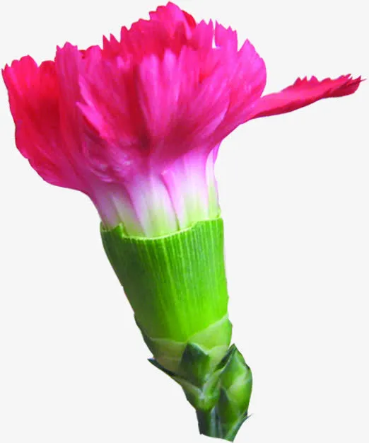 粉色鲜艳花朵康乃馨免抠