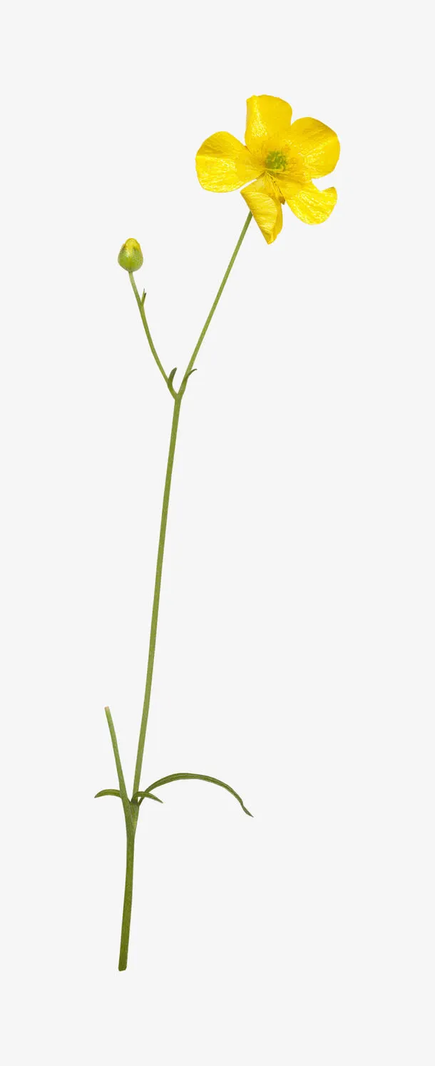 手绘小清新图片装饰素描 小黄花免抠