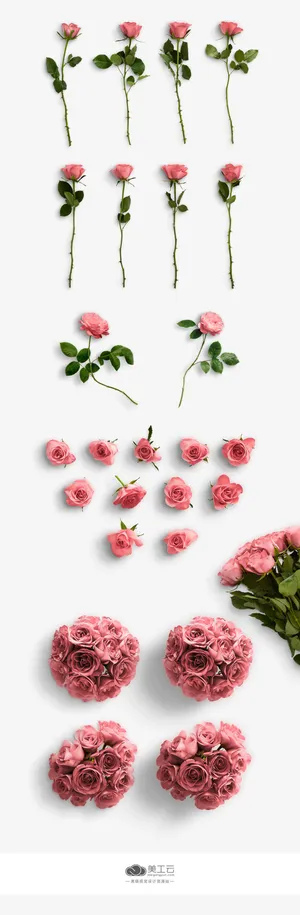 粉红色玫瑰花免抠 粉红色玫瑰花免抠