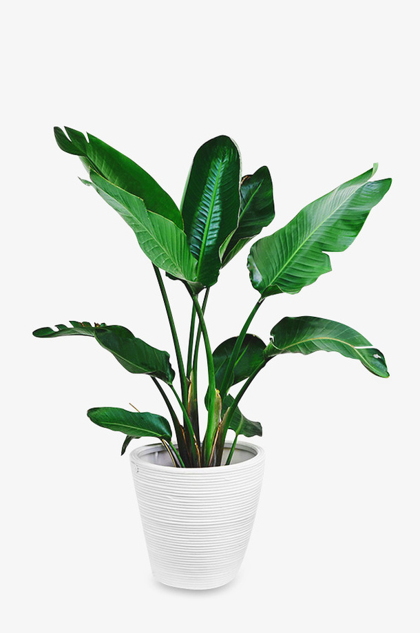 一盆生机勃勃的绿色植物免抠动植物植物元素