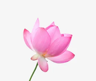 红色纯洁的带雨露的水芙蓉实物免抠