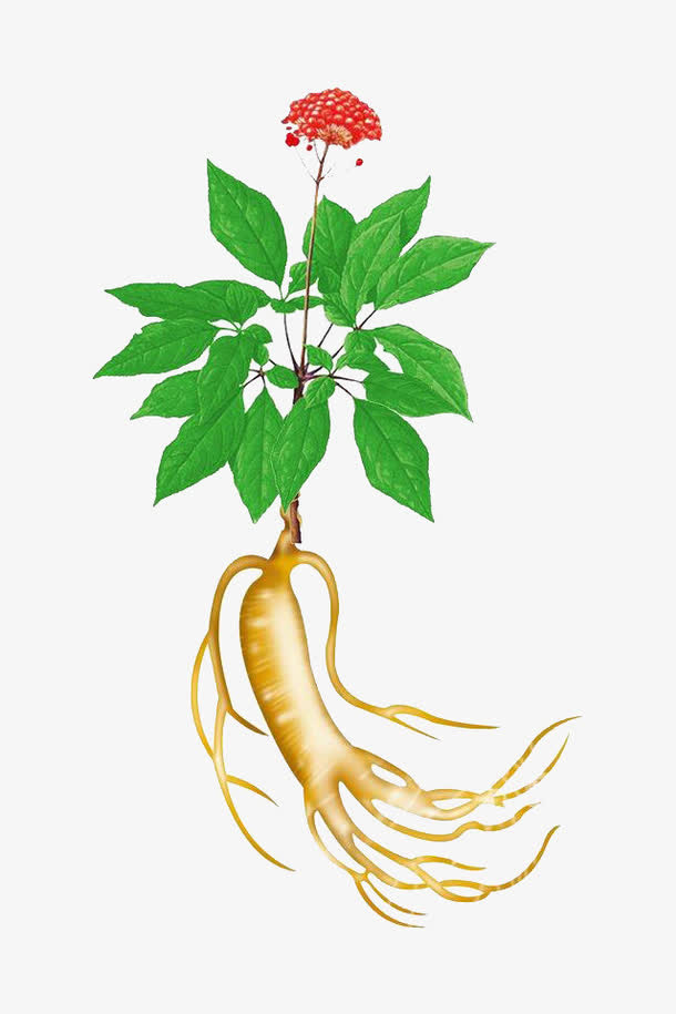 手绘人参花图片免抠