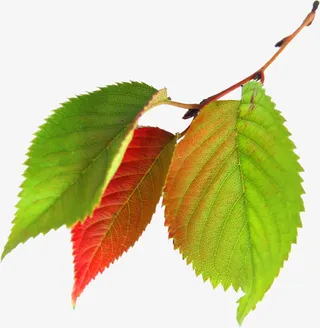 清新春天树叶装饰创意免抠
