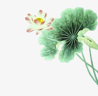 荷花免抠