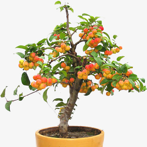 植物之类免抠