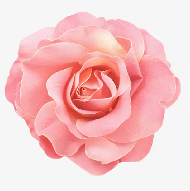 粉红散开的花花瓣免抠