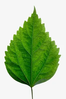 绿色锯齿清晰静止的树叶实物免抠 绿色锯齿清晰静止的树叶实物免抠