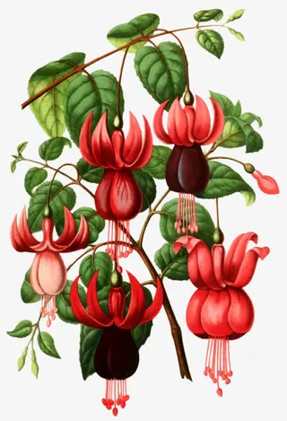 手绘灯笼草免抠