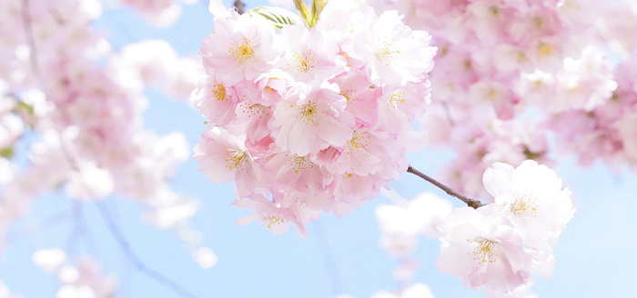 日本樱花树天空盛开的美丽樱花图片高清文艺清新背景