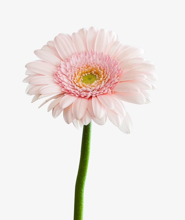 花朵-白色的鲜花免抠