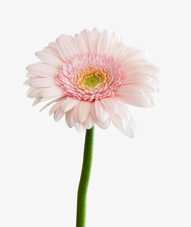 花朵-白色的鲜花免抠