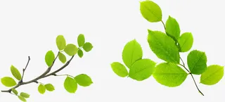 春天绿色绿叶学校手抄报免抠