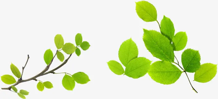 春天绿色绿叶学校手抄报免抠 春天绿色绿叶学校手抄报免抠