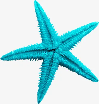 海星png图片免抠