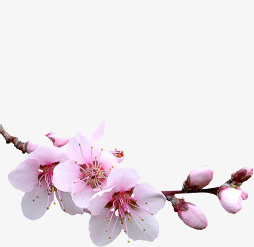 盛开的挑花免抠