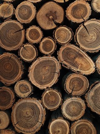 树木纹理横截面高清