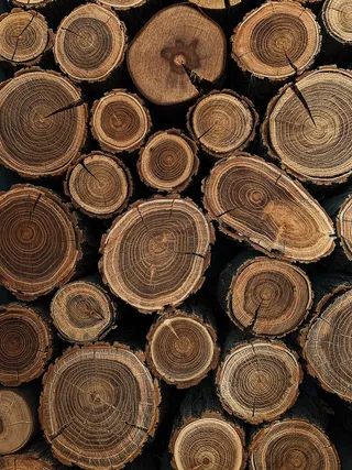 树木纹理横截面高清