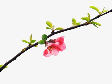 盛开的桃花免抠