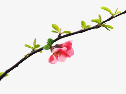 盛开的桃花免抠 盛开的桃花免抠