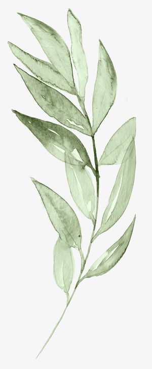 文艺清新花草海报设计装饰绿色叶免抠