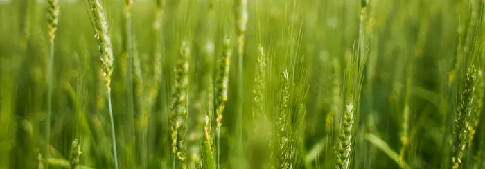 夏日绿色小麦背景图高清