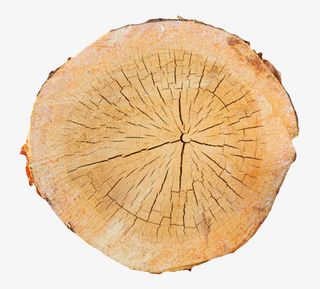 卡其色表面爆裂的木头截面实物免抠