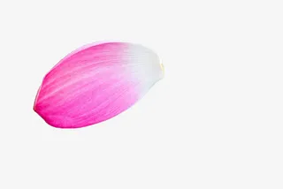 粉色荷花瓣免抠