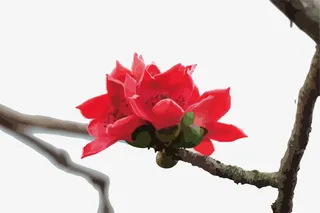 双胞胎的木棉花免抠