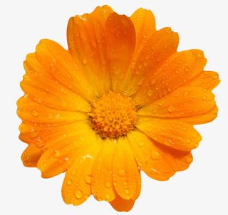 橙色有观赏价值的带水珠的一朵大免抠